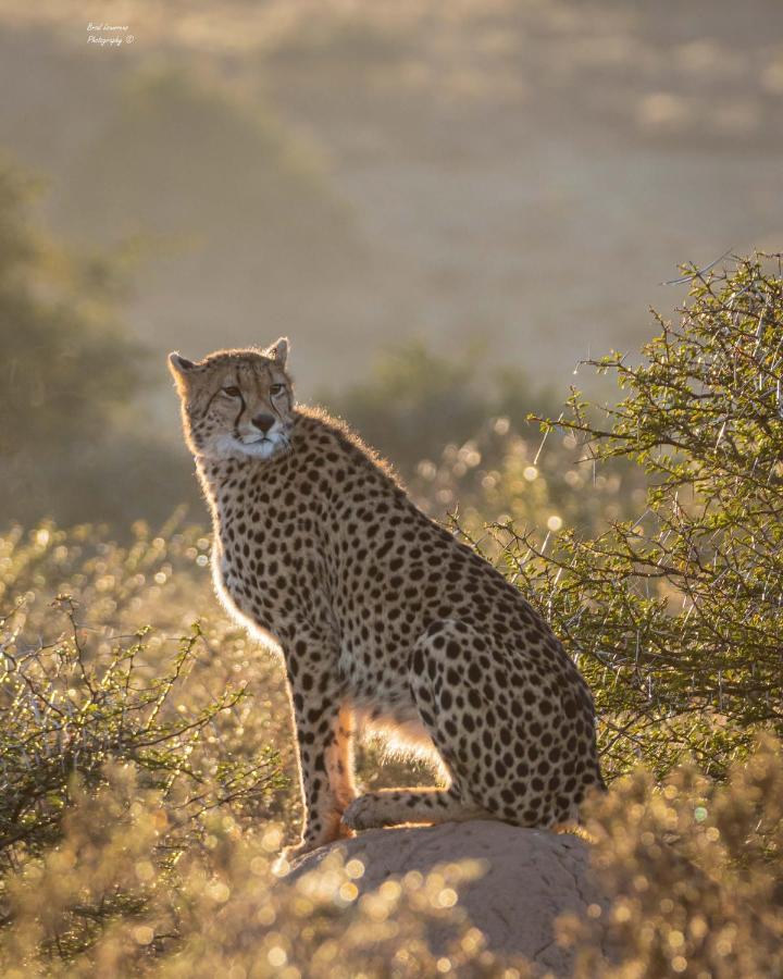 Woodbury Lodge - Riserva Faunistica di Amakhala Esterno foto