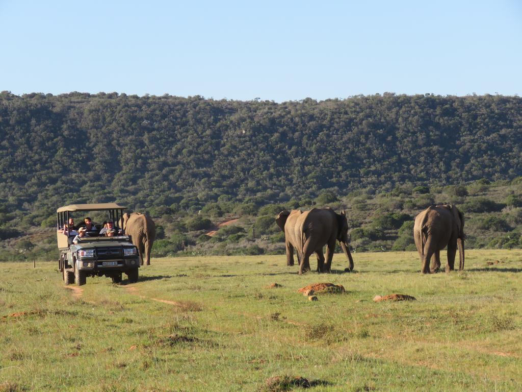 Woodbury Lodge - Riserva Faunistica di Amakhala Esterno foto